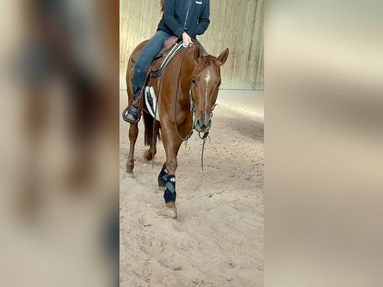 American Quarter Horse Gelding 7 years 15 hh Chestnut-Red in Tamm