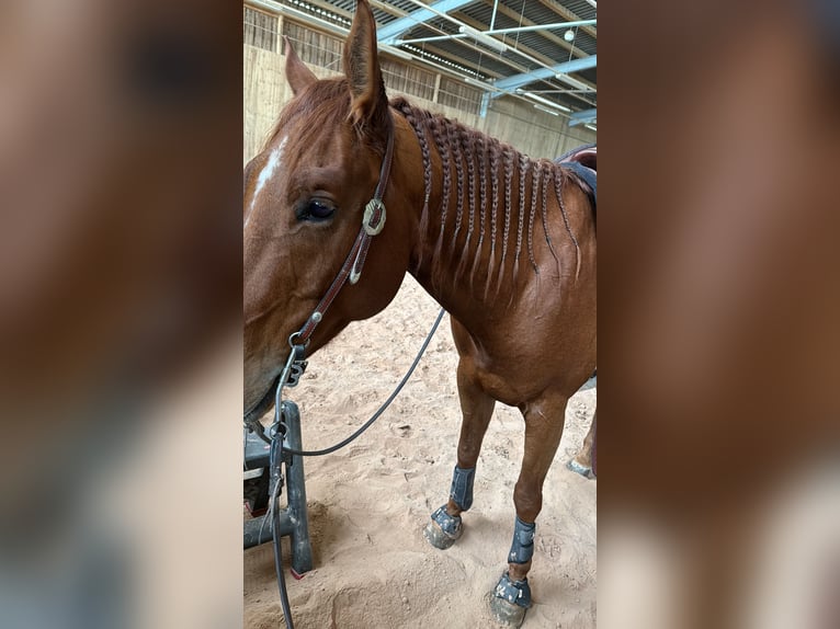 American Quarter Horse Gelding 7 years 15 hh Chestnut-Red in Tamm