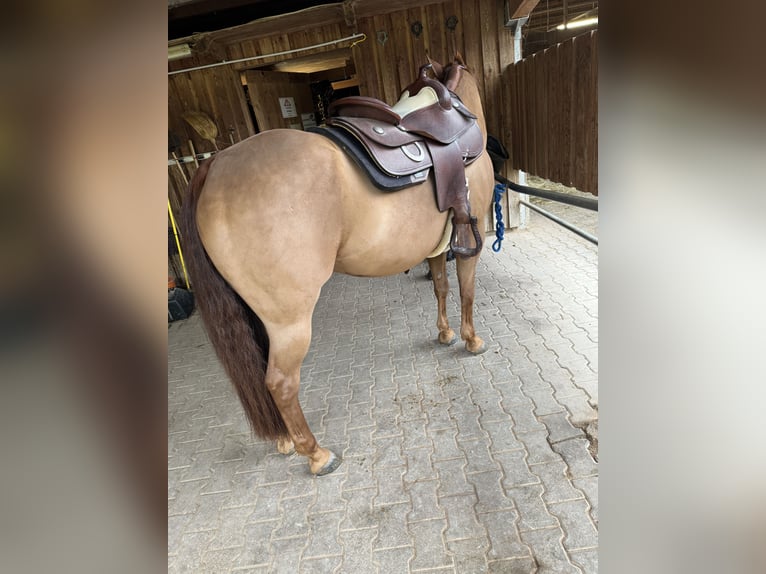 American Quarter Horse Gelding 7 years 15 hh Chestnut-Red in Tamm