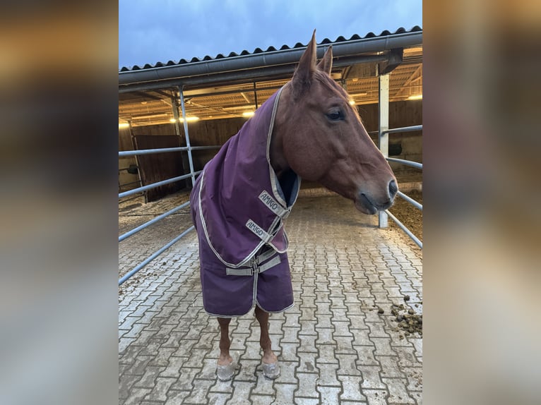 American Quarter Horse Gelding 7 years 15 hh Chestnut-Red in Tamm