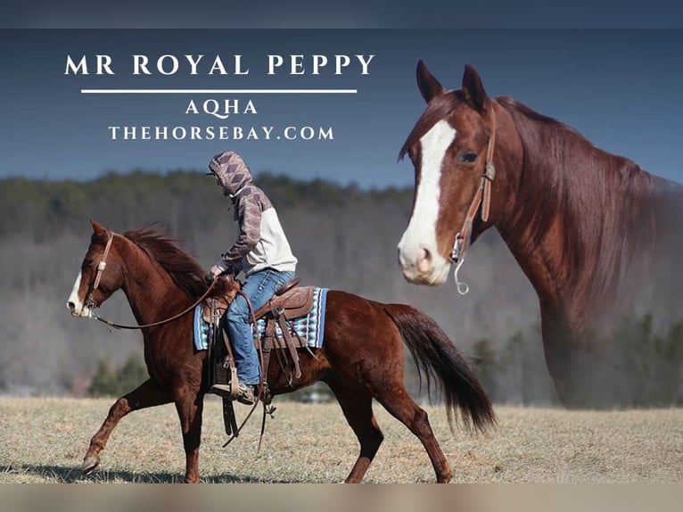 American Quarter Horse Gelding 7 years 15 hh Chestnut in Parkers Lake, KY