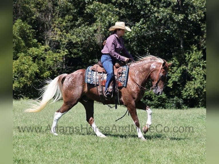 American Quarter Horse Gelding 7 years 15 hh Chestnut in Mount Vernon