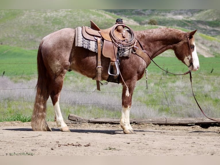 American Quarter Horse Gelding 7 years 15 hh Chestnut in Paicines CA