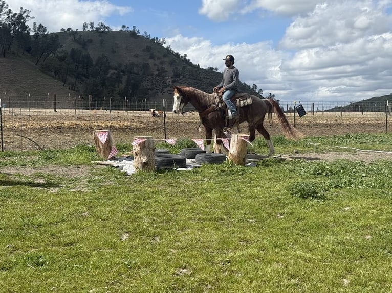 American Quarter Horse Gelding 7 years 15 hh Chestnut in Paicines CA