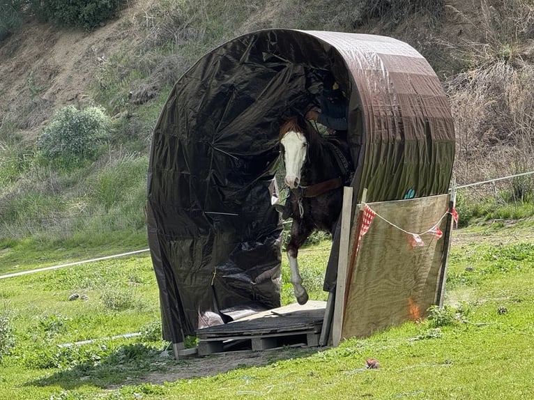 American Quarter Horse Gelding 7 years 15 hh Chestnut in Paicines CA