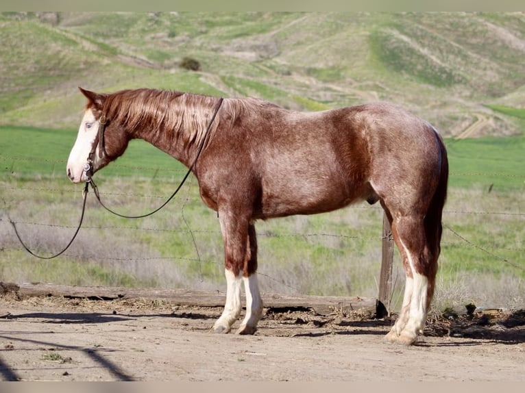 American Quarter Horse Gelding 7 years 15 hh Chestnut in Paicines CA
