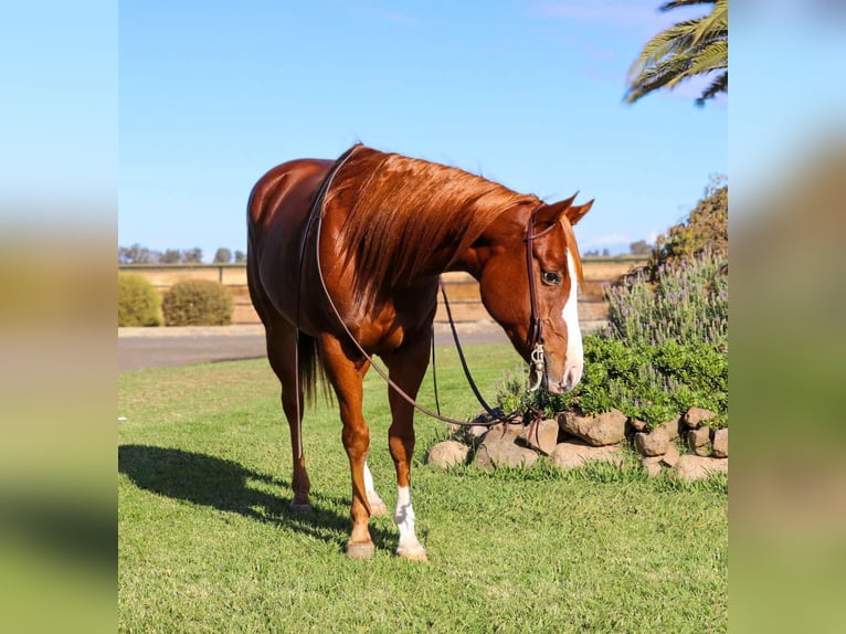 American Quarter Horse Gelding 7 years 15 hh Chestnut in Pleasant Grove MO