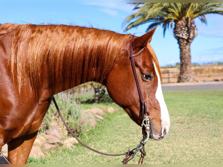 American Quarter Horse Gelding 7 years 15 hh Chestnut in Pleasant Grove MO