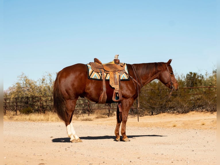 American Quarter Horse Gelding 7 years 15 hh Chestnut in Wickenburg AZ