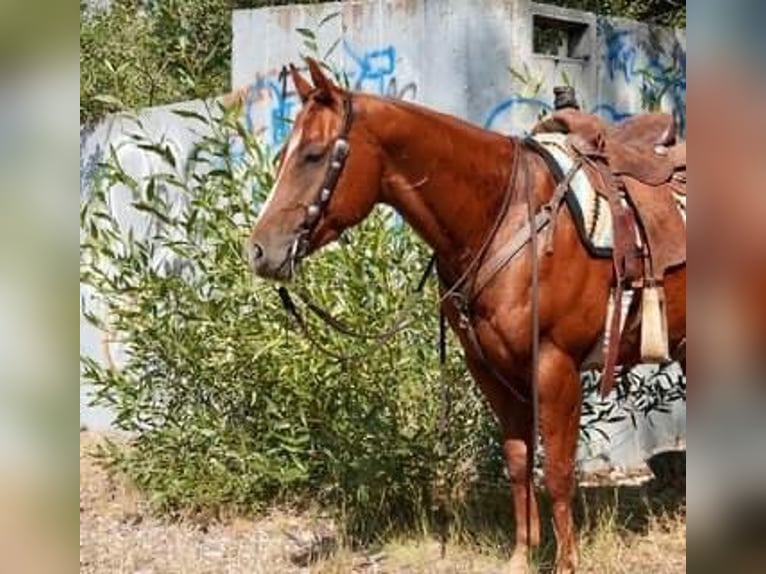 American Quarter Horse Gelding 7 years 15 hh Chestnut in Wickenburg AZ