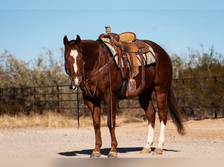 American Quarter Horse Gelding 7 years 15 hh Chestnut in Wickenburg AZ