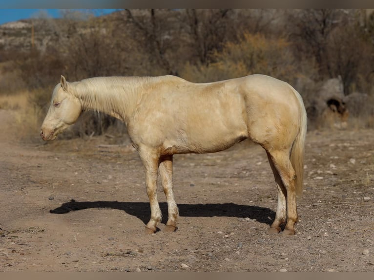 American Quarter Horse Gelding 7 years 15 hh Cremello in Camp Verde AZ