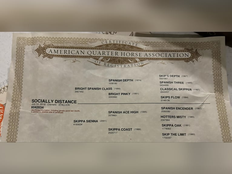 American Quarter Horse Gelding 7 years 15 hh Cremello in Camp Verde AZ