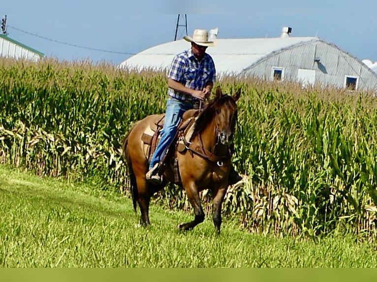 American Quarter Horse Gelding 7 years 15 hh Dun in Joy, IL