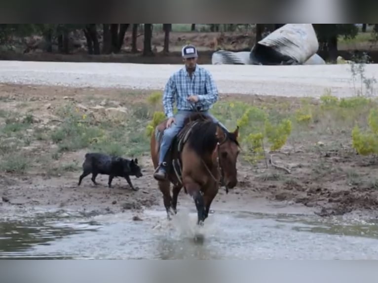 American Quarter Horse Gelding 7 years 15 hh Dun in Graham, TX