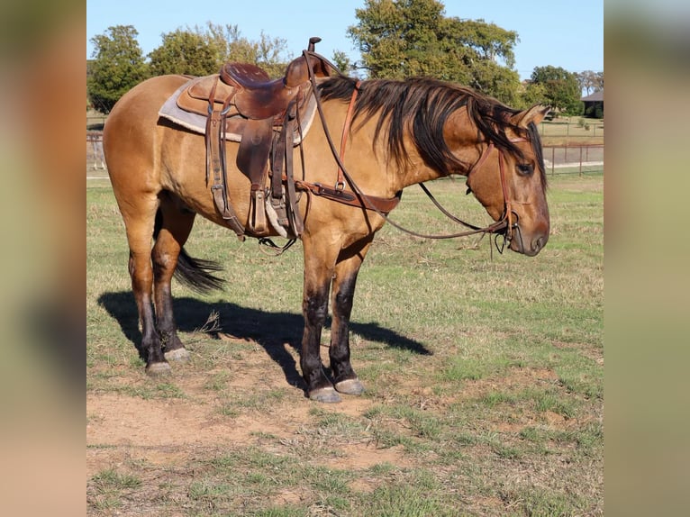 American Quarter Horse Gelding 7 years 15 hh Dun in Milsap TX