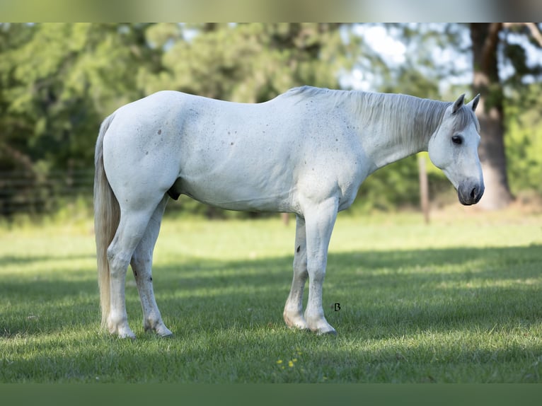 American Quarter Horse Gelding 7 years 15 hh Gray in Lufkin