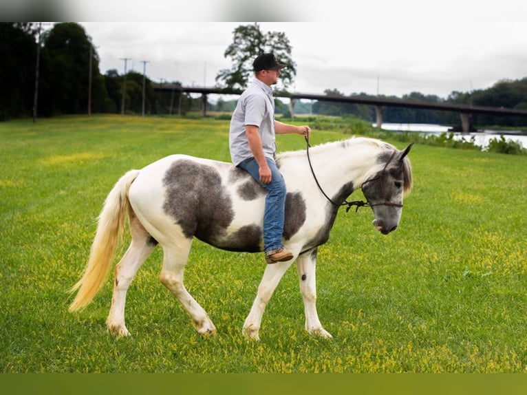 American Quarter Horse Gelding 7 years 15 hh Gray in Middletown OH