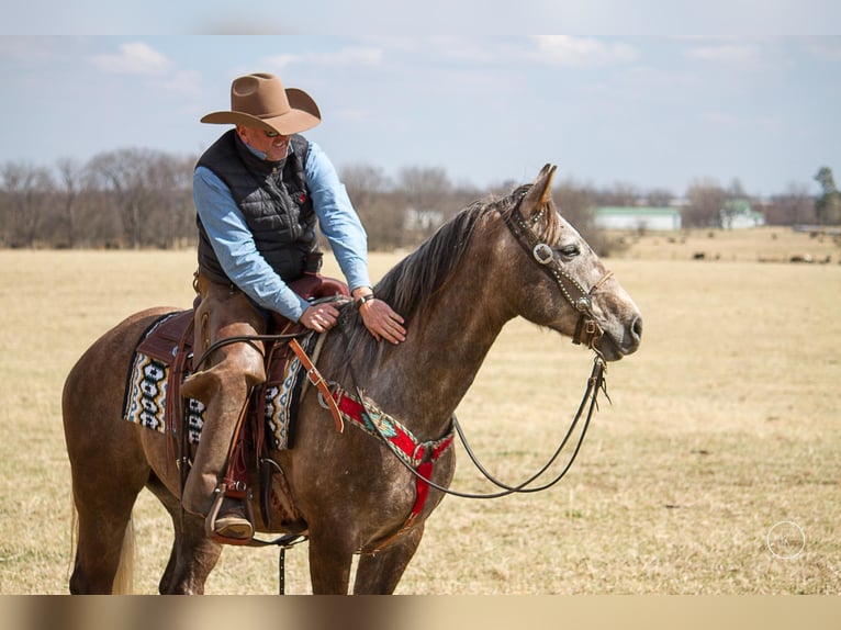 American Quarter Horse Gelding 7 years 15 hh Gray in Moutain Grove MO