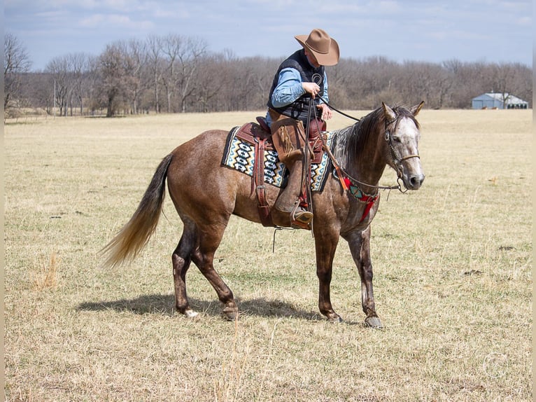 American Quarter Horse Gelding 7 years 15 hh Gray in Moutain Grove MO