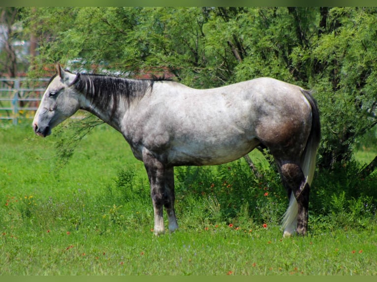 American Quarter Horse Gelding 7 years 15 hh Gray in Stephenville TX