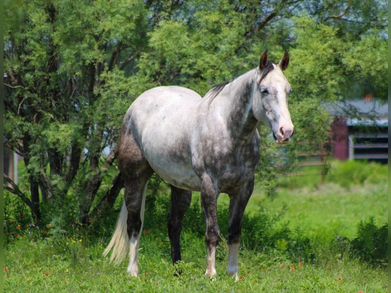 American Quarter Horse Gelding 7 years 15 hh Gray in Stephenville TX