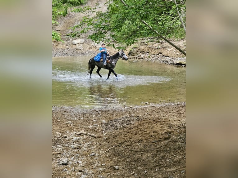 American Quarter Horse Gelding 7 years 15 hh Grey-Dapple in Salt Lick KY