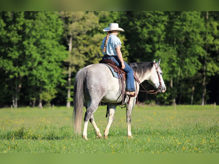 American Quarter Horse Gelding 7 years 15 hh Grey in Clarion