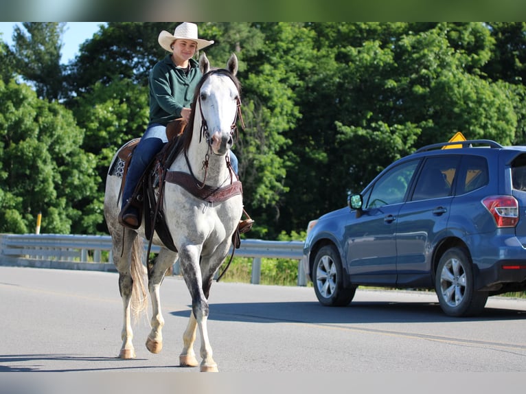 American Quarter Horse Gelding 7 years 15 hh Grey in Clarion