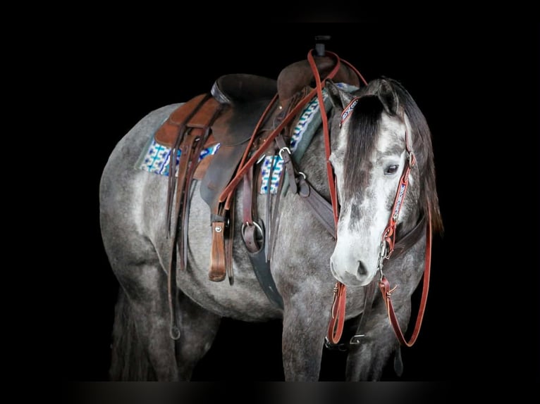 American Quarter Horse Gelding 7 years 15 hh Grey in Clarion