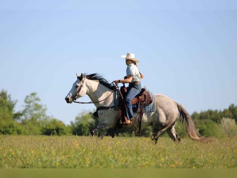 American Quarter Horse Gelding 7 years 15 hh Grey in Clarion