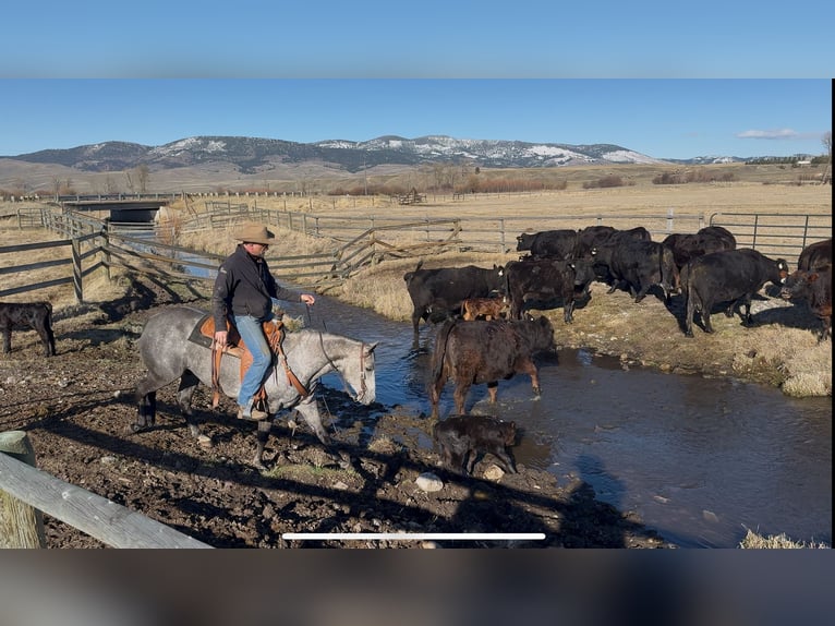 American Quarter Horse Gelding 7 years 15 hh Grey in Drummond, MT