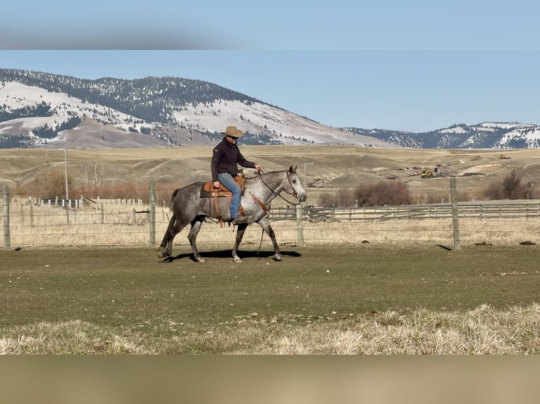 American Quarter Horse Gelding 7 years 15 hh Grey in Drummond, MT