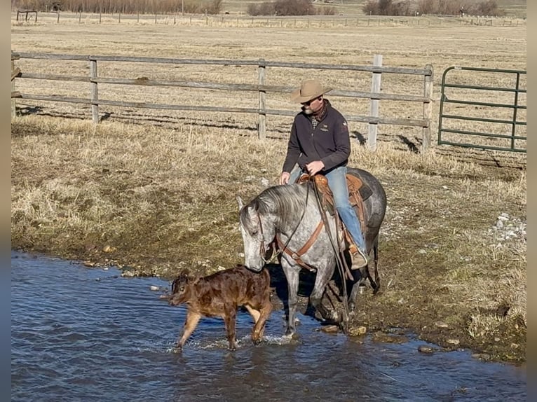 American Quarter Horse Gelding 7 years 15 hh Grey in Drummond, MT