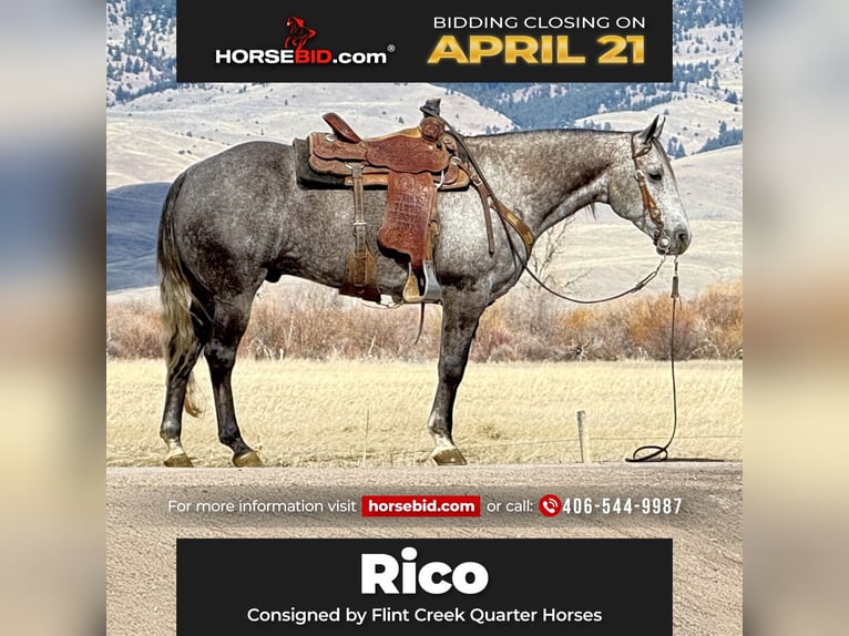 American Quarter Horse Gelding 7 years 15 hh Grey in Drummond, MT