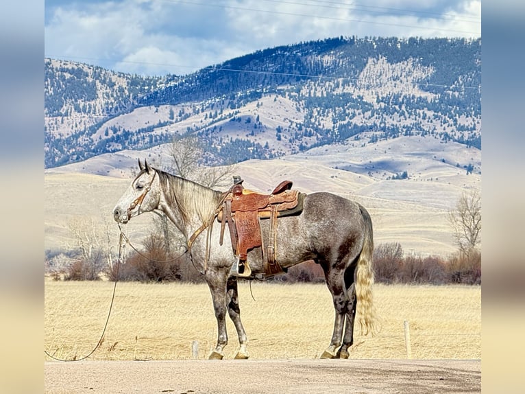 American Quarter Horse Gelding 7 years 15 hh Grey in Drummond, MT
