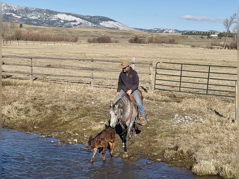 American Quarter Horse Gelding 7 years 15 hh Grey in Drummond, MT