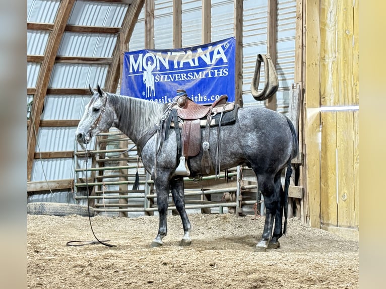 American Quarter Horse Gelding 7 years 15 hh Grey in Drummond, MT