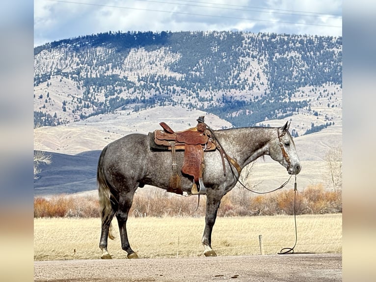 American Quarter Horse Gelding 7 years 15 hh Grey in Drummond, MT