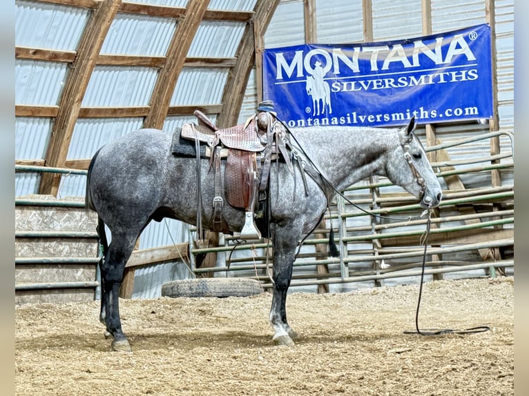 American Quarter Horse Gelding 7 years 15 hh Grey in Drummond, MT