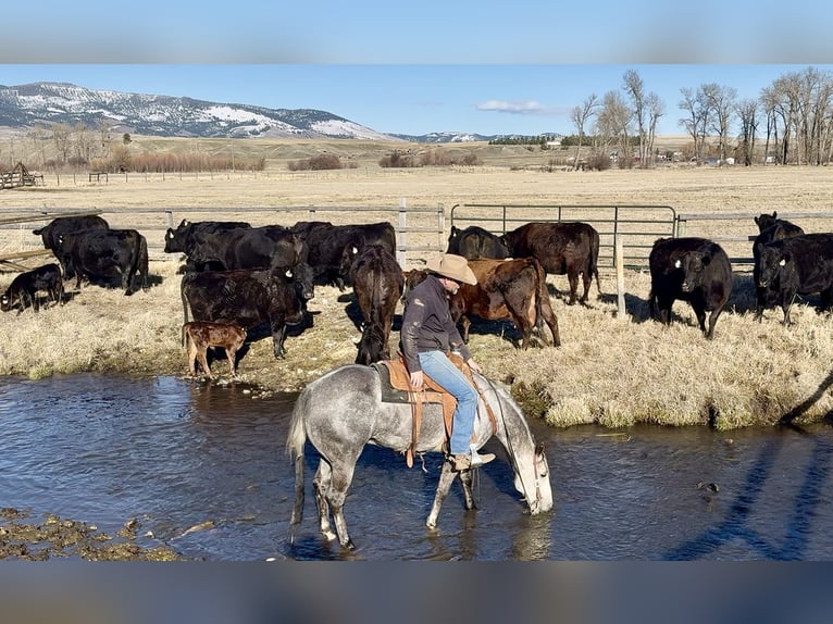 American Quarter Horse Gelding 7 years 15 hh Grey in Drummond, MT