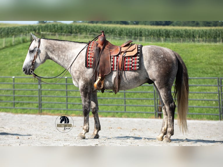 American Quarter Horse Gelding 7 years 15 hh Grey in Fredericksburg, OH