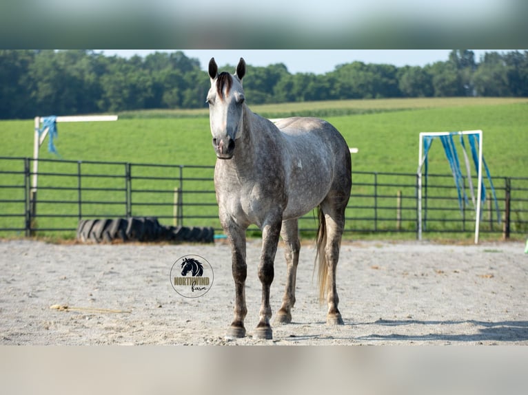 American Quarter Horse Gelding 7 years 15 hh Grey in Fredericksburg, OH