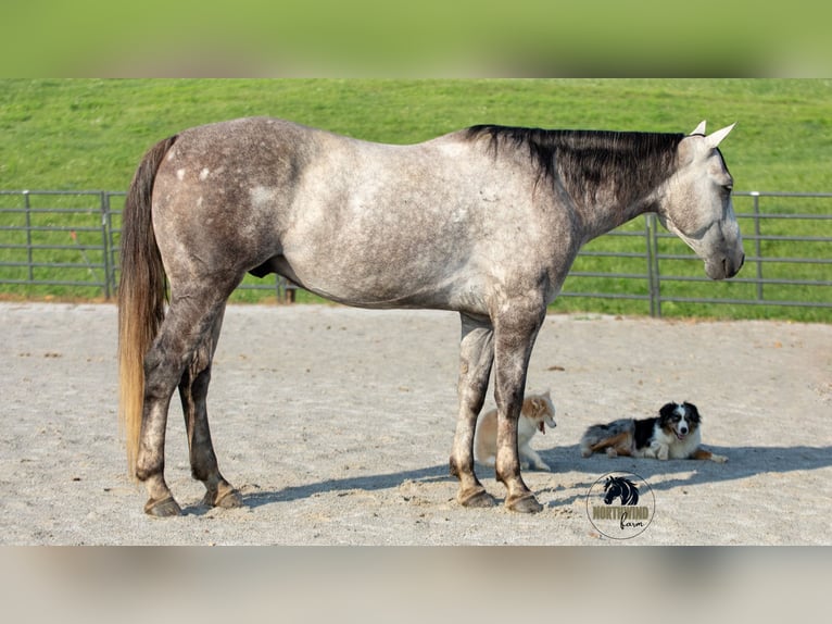 American Quarter Horse Gelding 7 years 15 hh Grey in Fredericksburg, OH