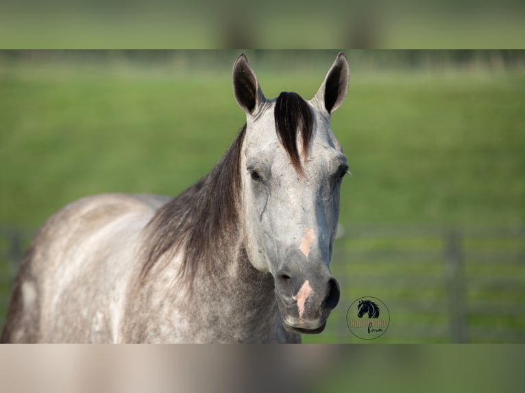 American Quarter Horse Gelding 7 years 15 hh Grey in Fredericksburg, OH