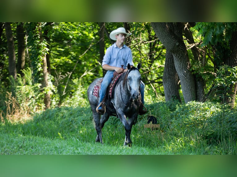 American Quarter Horse Gelding 7 years 15 hh Grey in Fredericksburg, OH