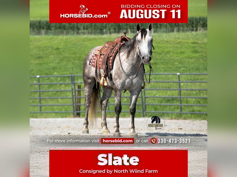 American Quarter Horse Gelding 7 years 15 hh Grey in Fredericksburg, OH