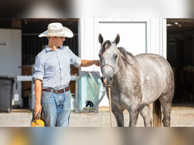 American Quarter Horse Gelding 7 years 15 hh Grey in Fredericksburg, OH