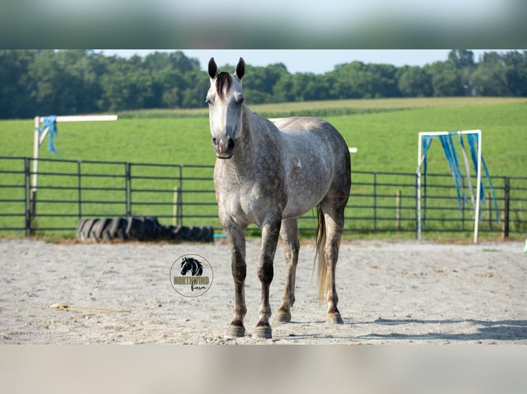 American Quarter Horse Gelding 7 years 15 hh Grey in Fredericksburg