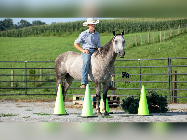 American Quarter Horse Gelding 7 years 15 hh Grey in Fredericksburg